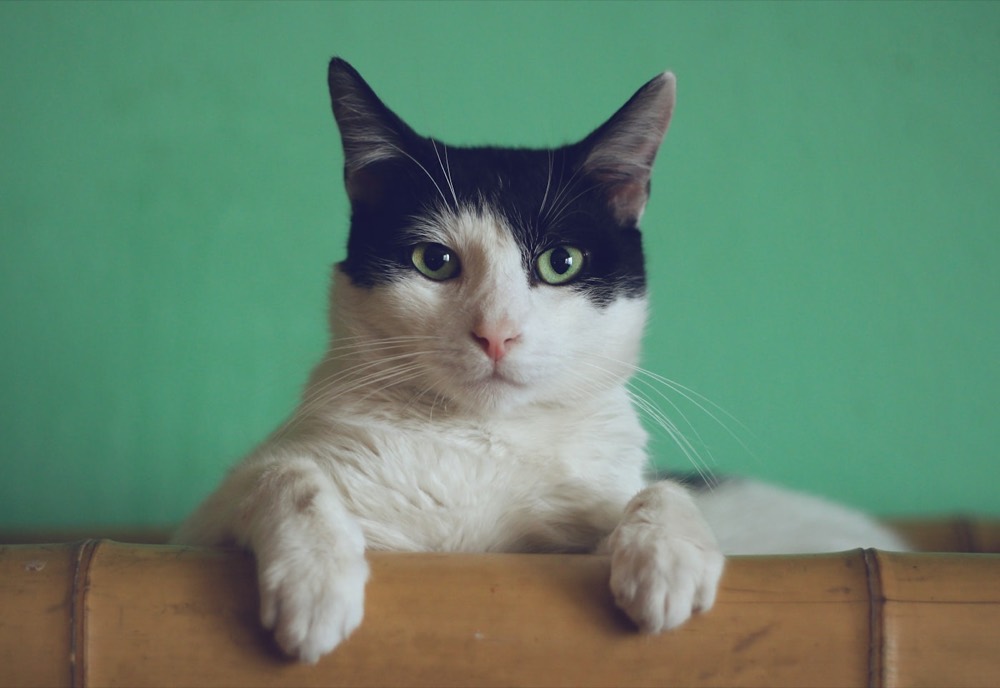 A black-and-white cat resting its paws on a bamboo rail