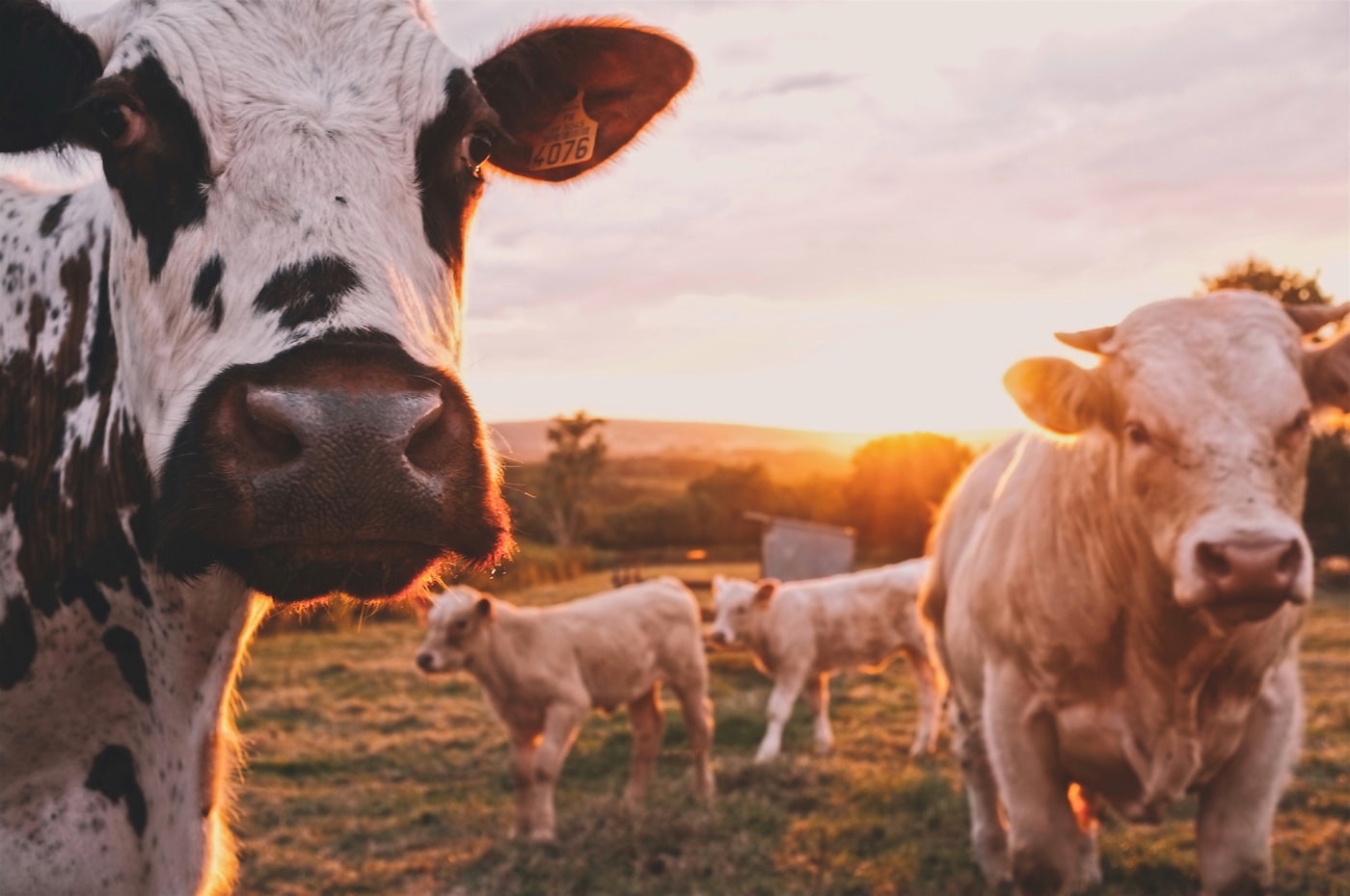 Cattle standing in a sunlit pasture at golden hour