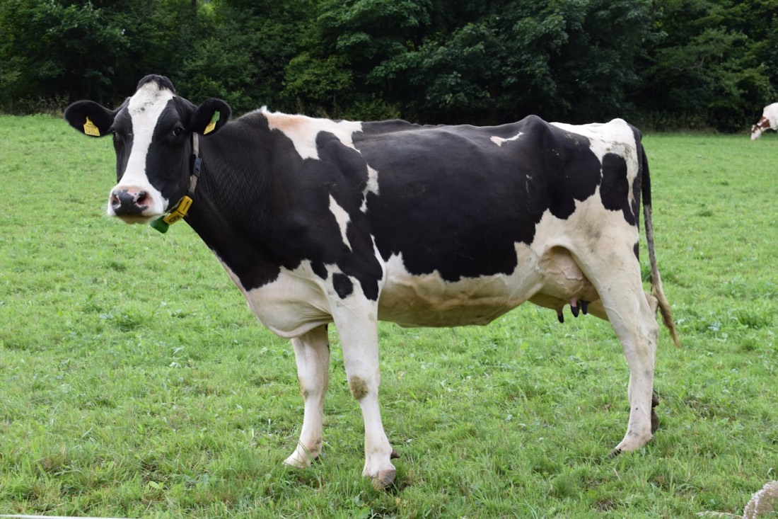 A black-and-white dairy cow standing in a green pasture