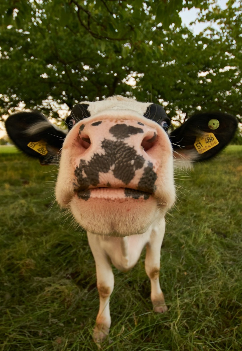 A curious young dairy cow sniffing the camera under a tree
