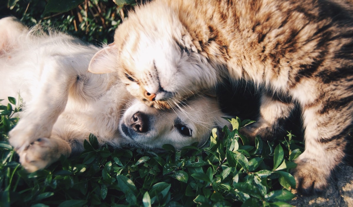 A dog and a cat cuddling together on the grass