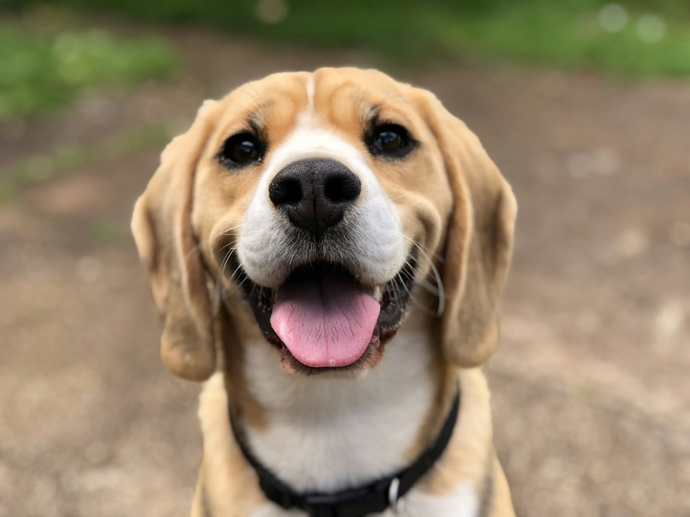 A happy beagle smiling at the camera