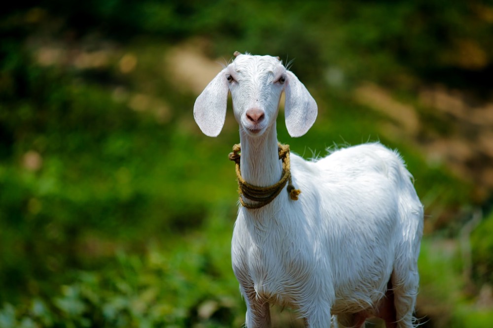 A white goat with long ears and a rope collar