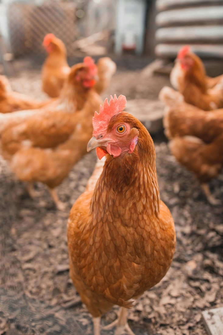 Brown hens pecking around a farmyard